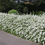 Tavoľník sivý (Spiraea × cinerea) ´GREFSHEIM´ - výška 40-60 cm, kont. C1,5L